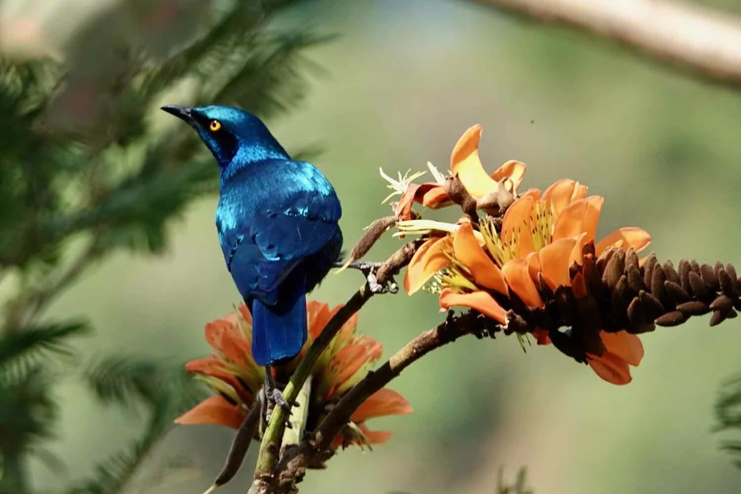 Greater Blue-eared Starling in Coral Tree