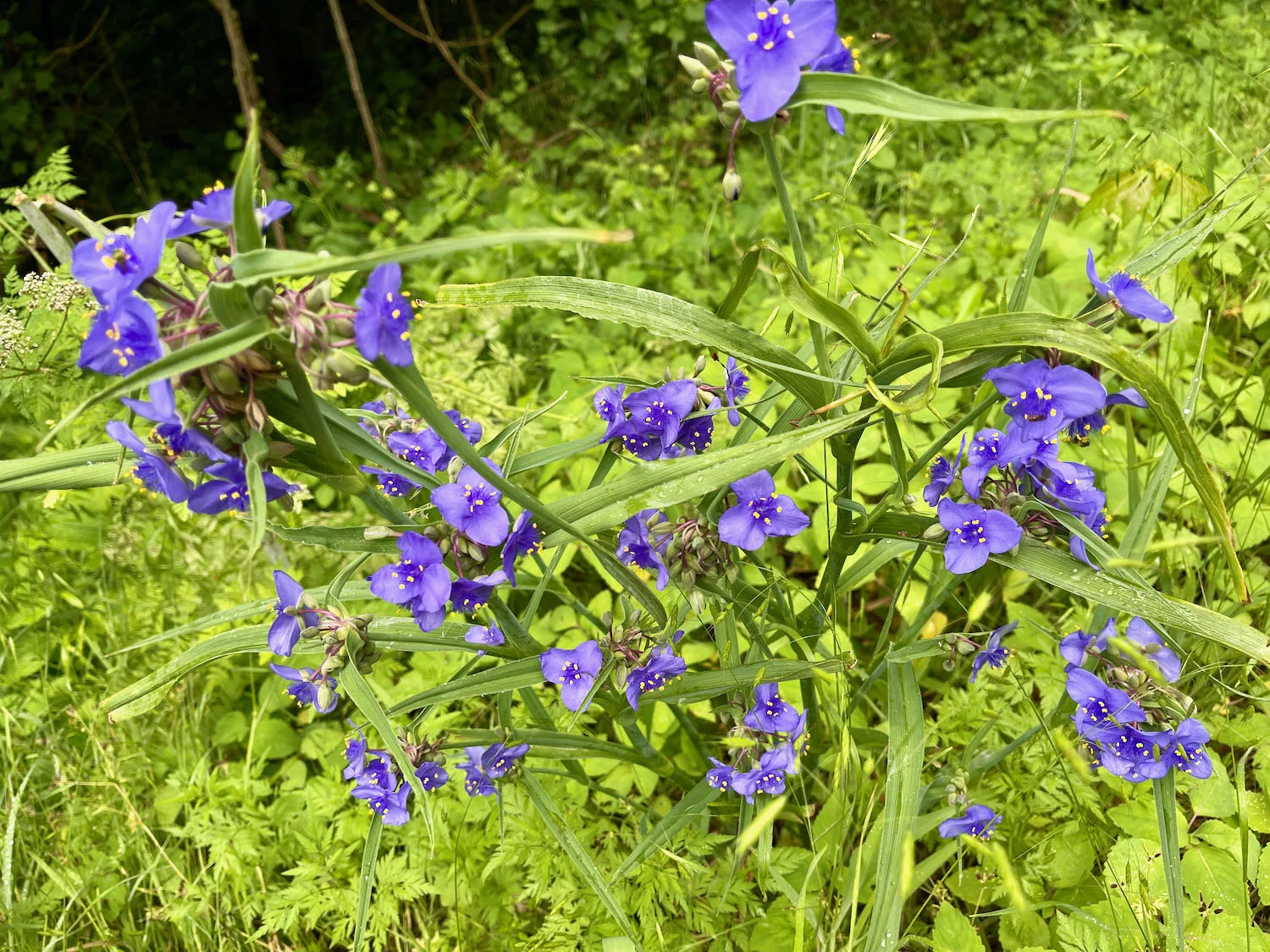 Spiderwort, a familiar Eastern plant
