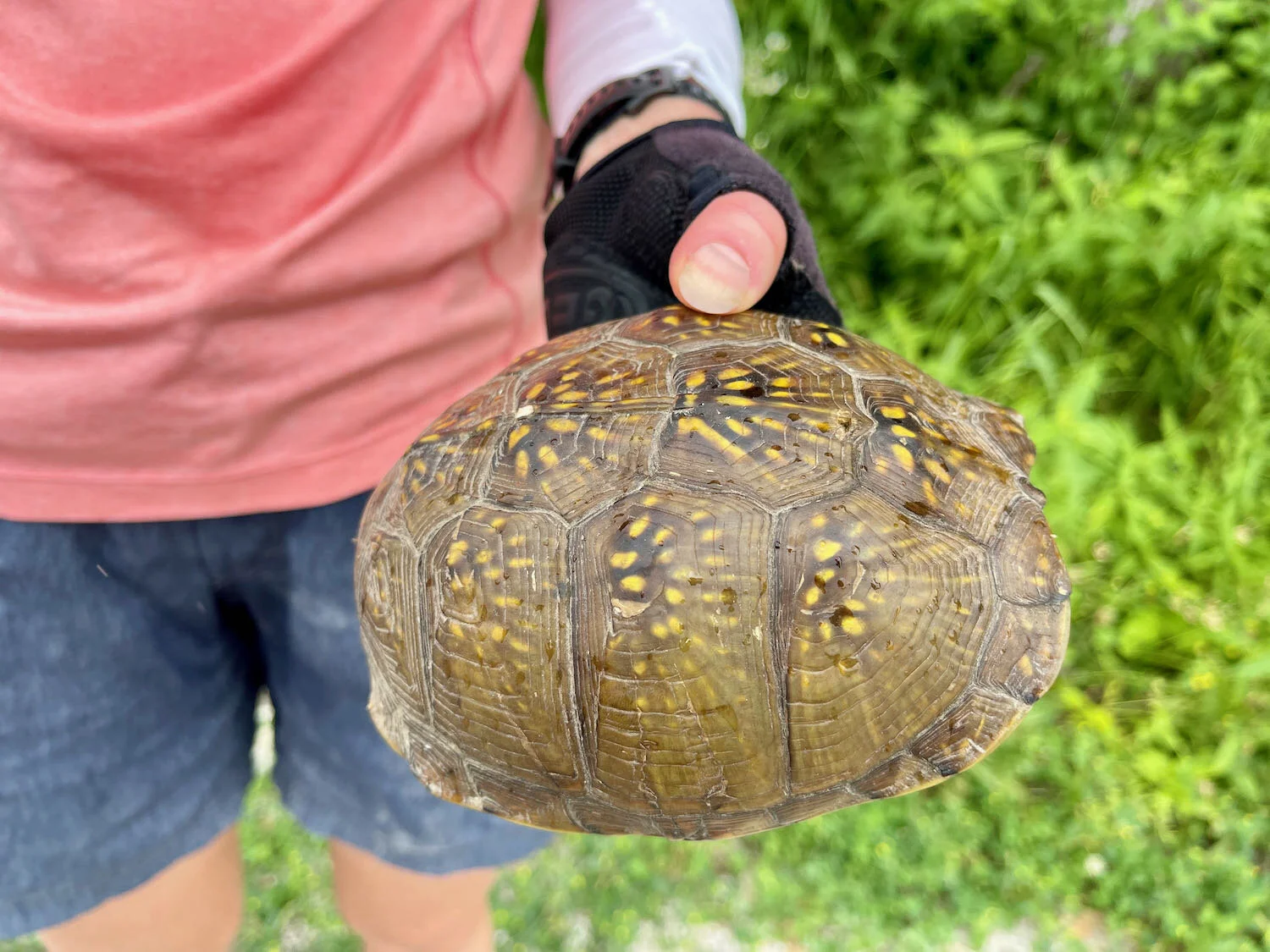 Eastern Box Turtle