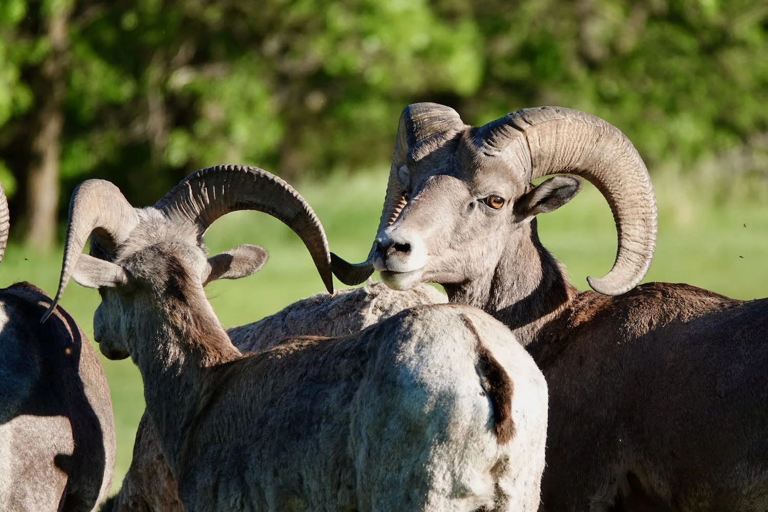 Bighorn Sheep, Custer State Park