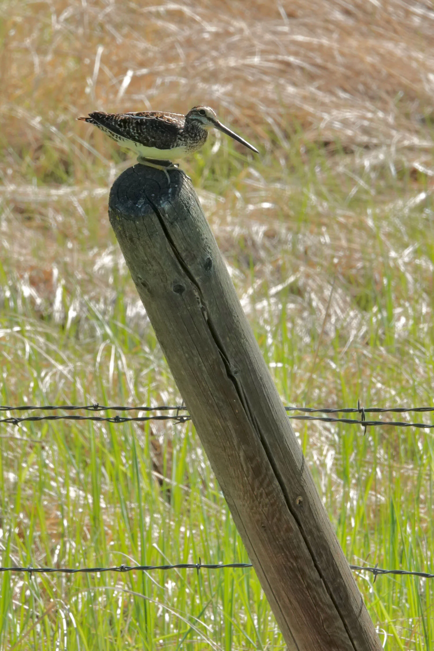 Wilson’s Snipe