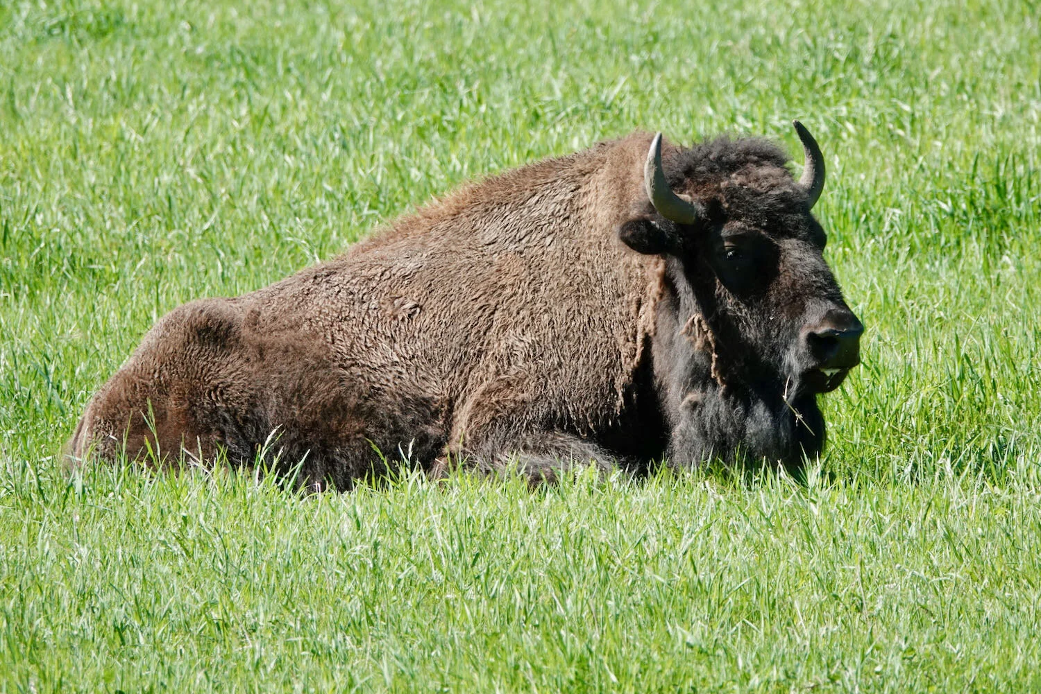 Bison by the Mickelson Trail