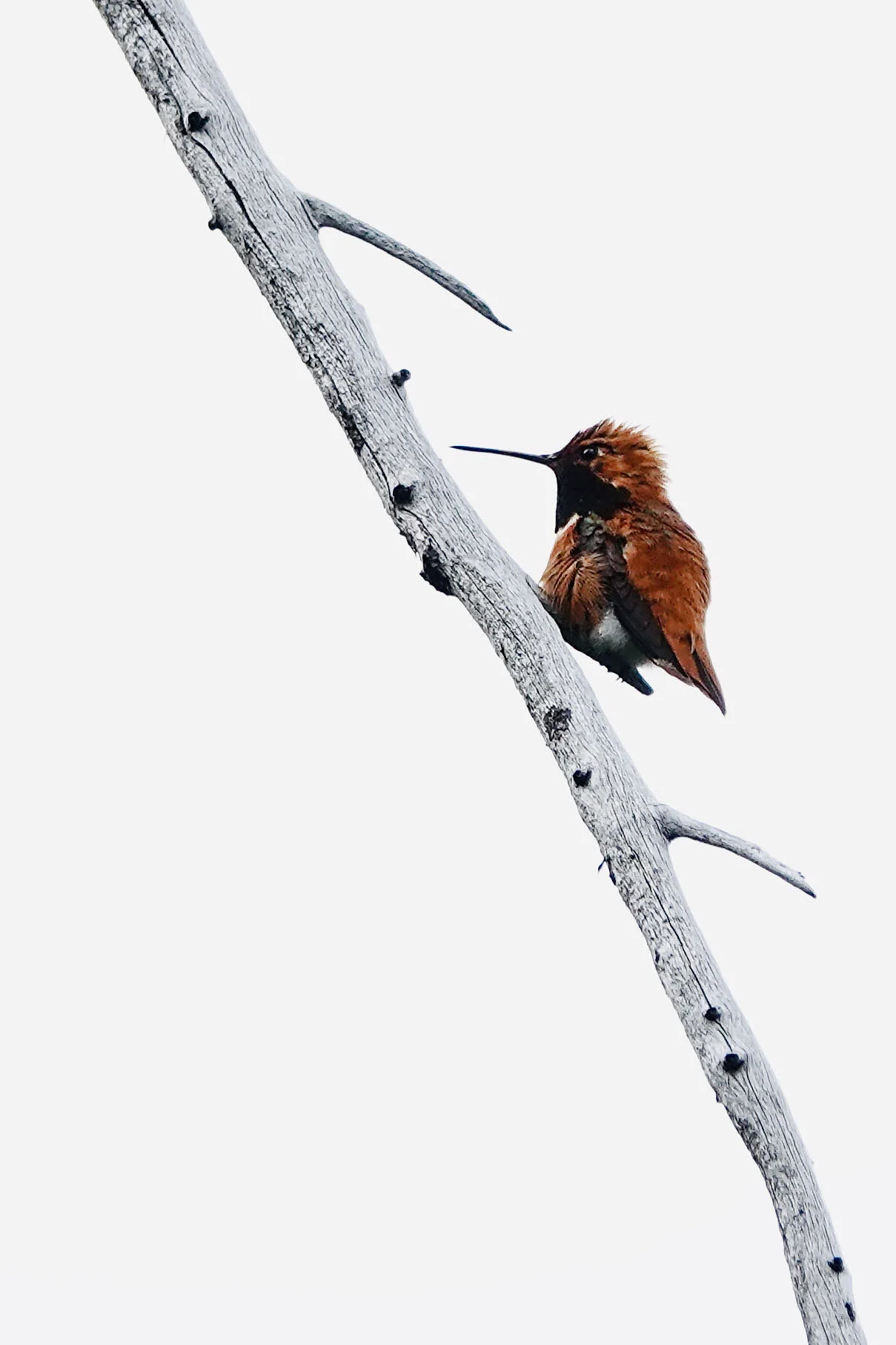 Rufous Hummingbird
