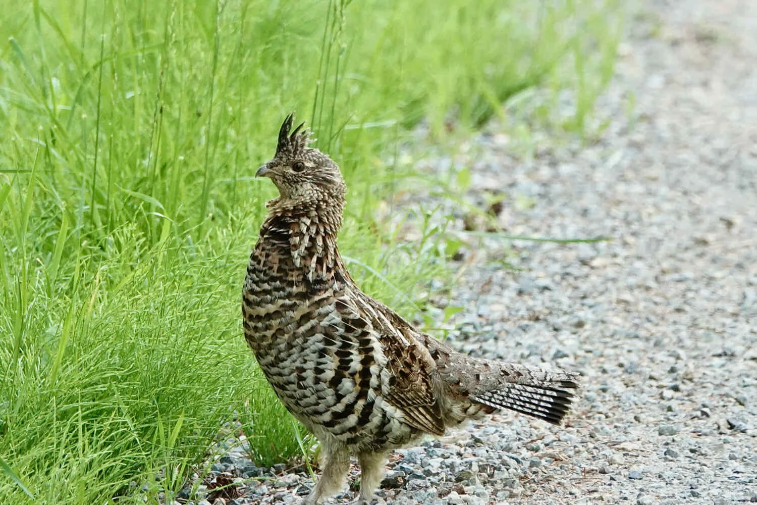 Ruffed Grouse