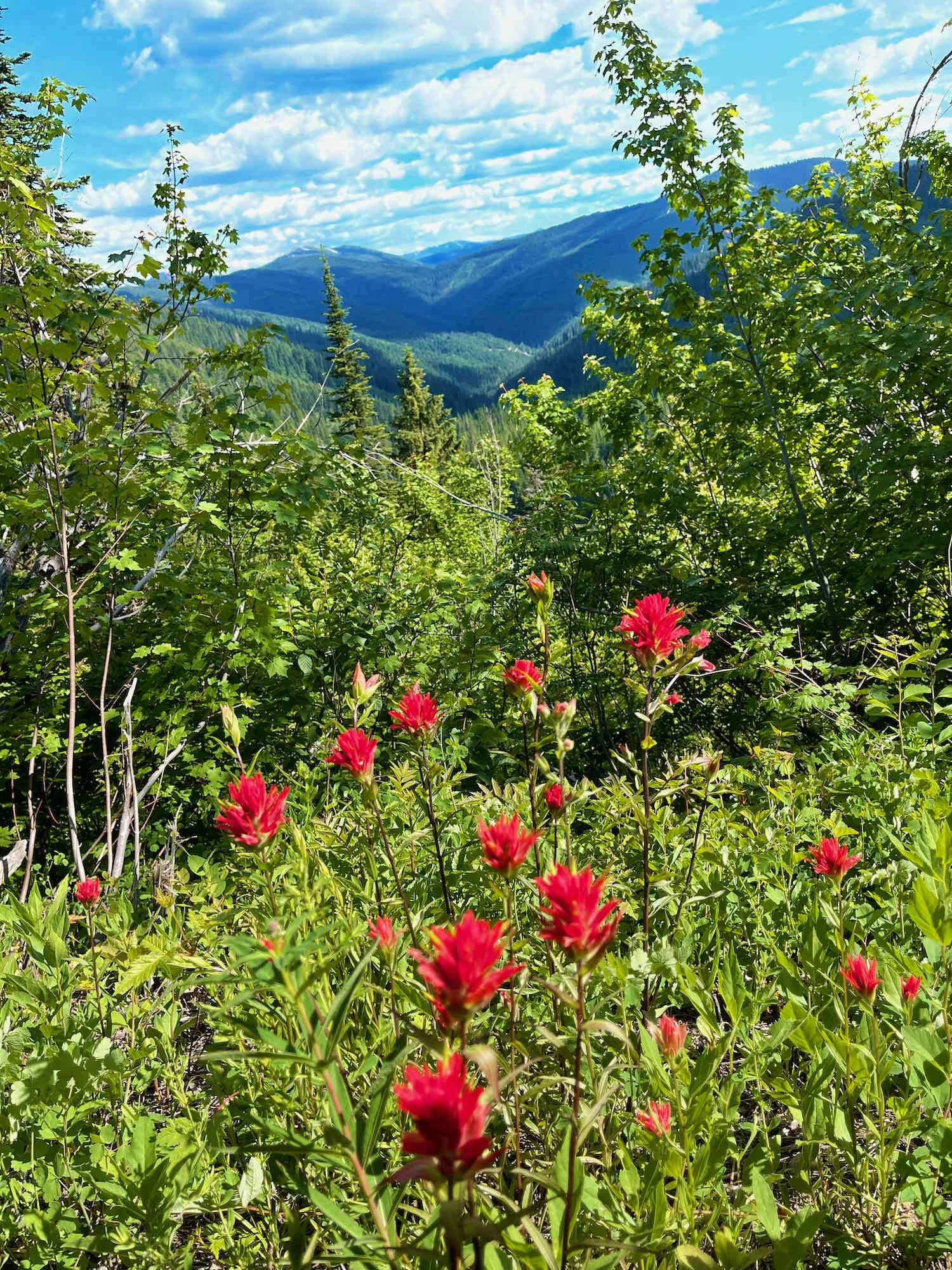 Indian Paintbrush near Porcupine Pass