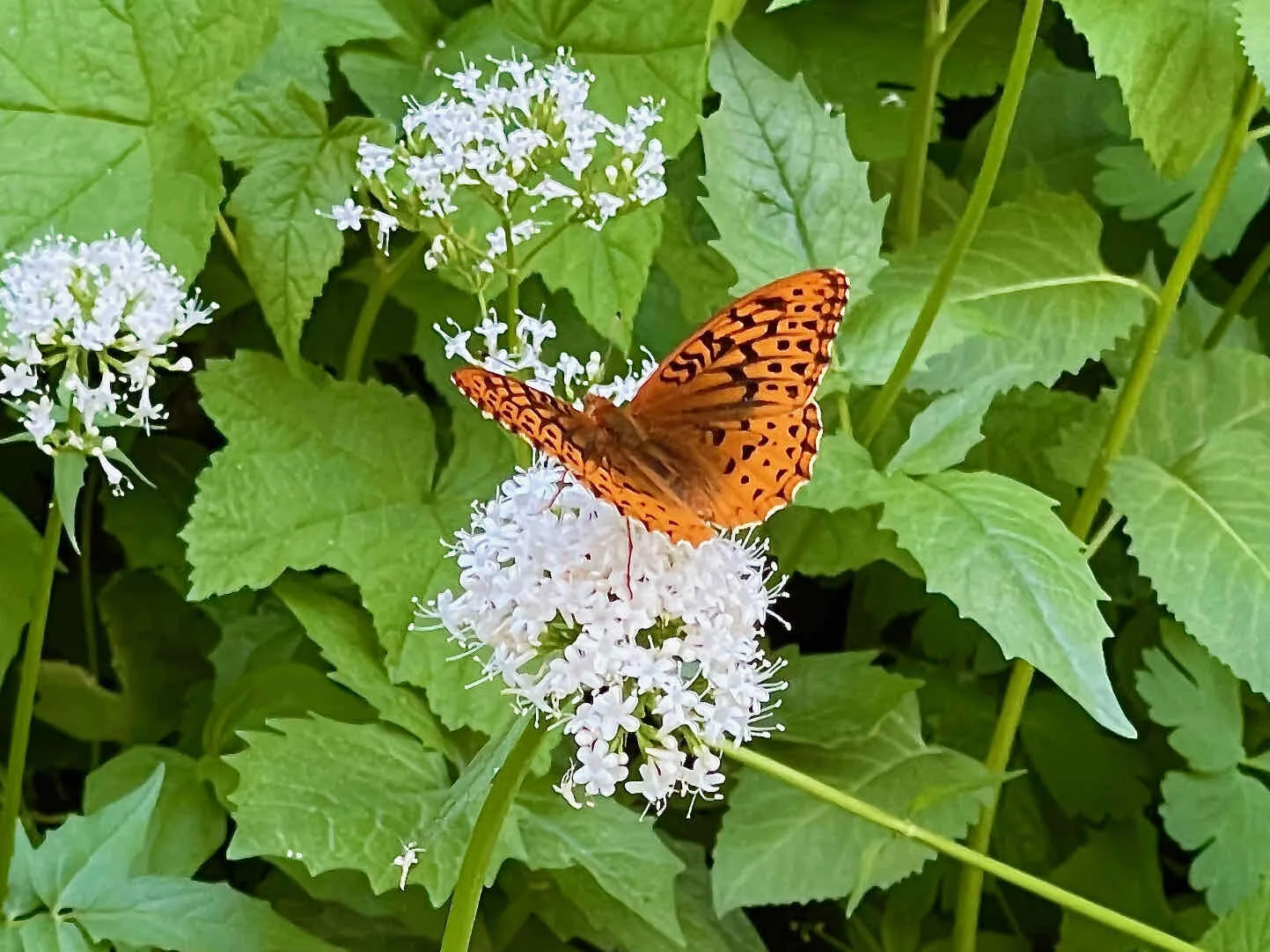 Great Spangled Fritillary