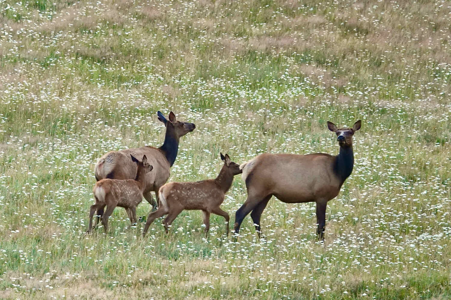 Yes, there are elk in Elk City