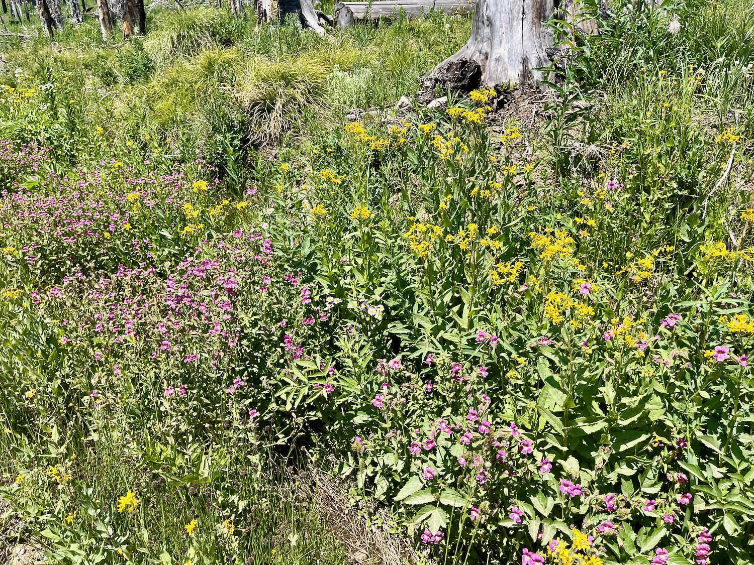 Wildflowers blanket areas of old burns