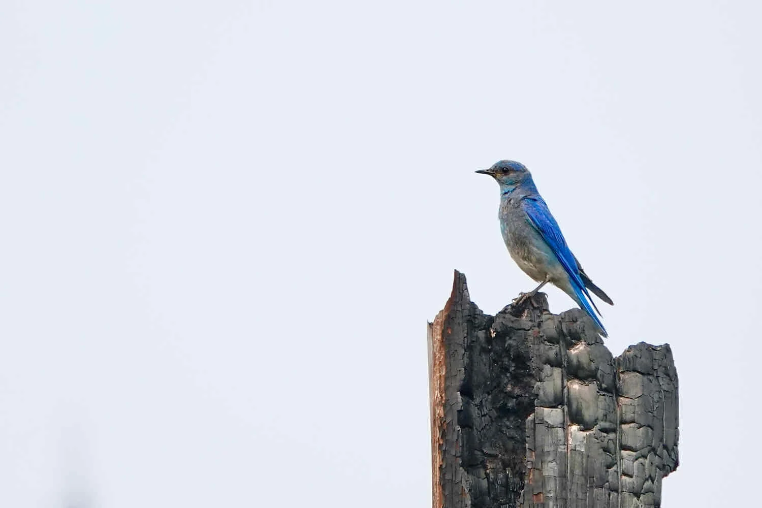Mountain Bluebird
