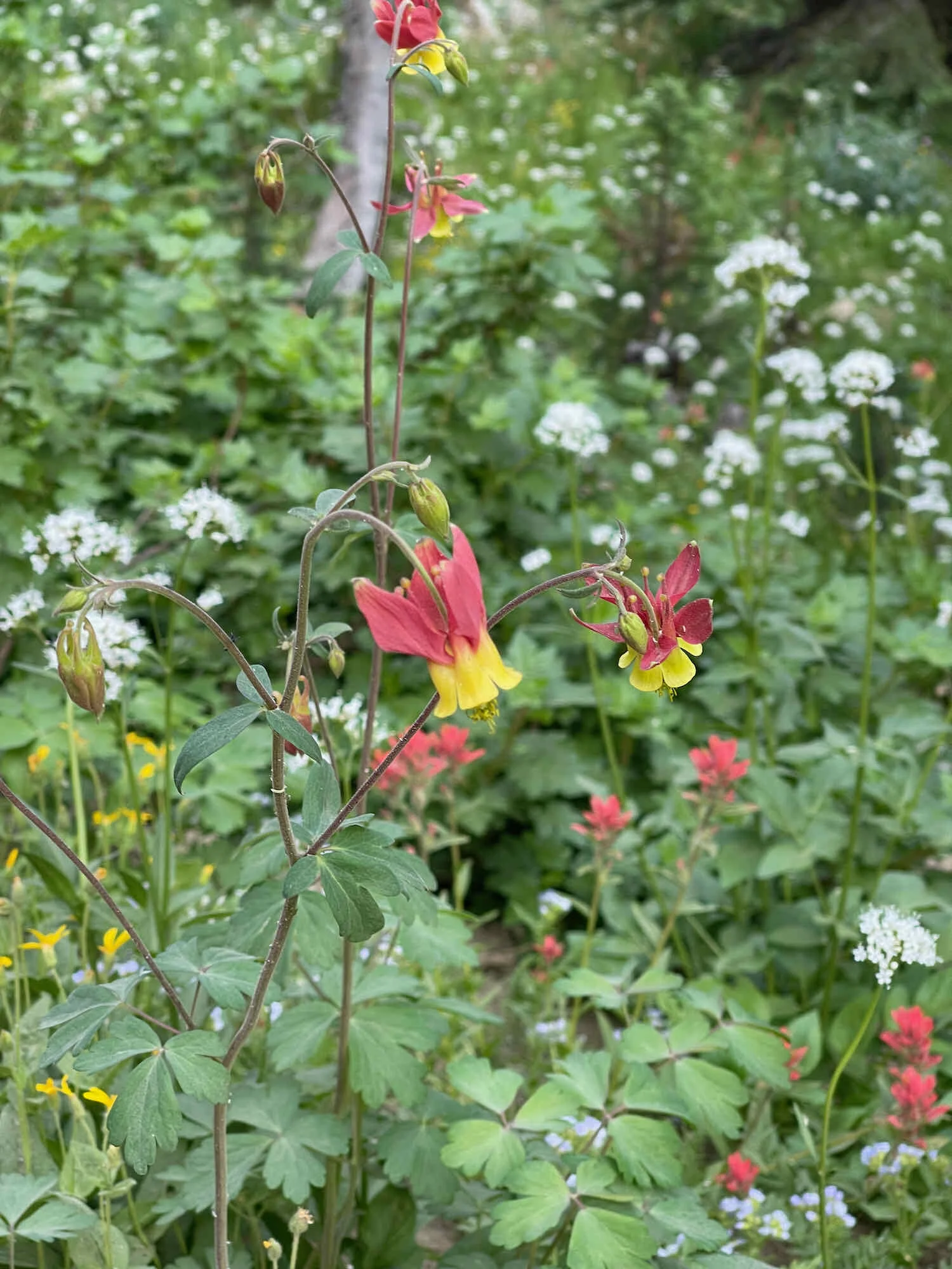 Wild columbine by the trail