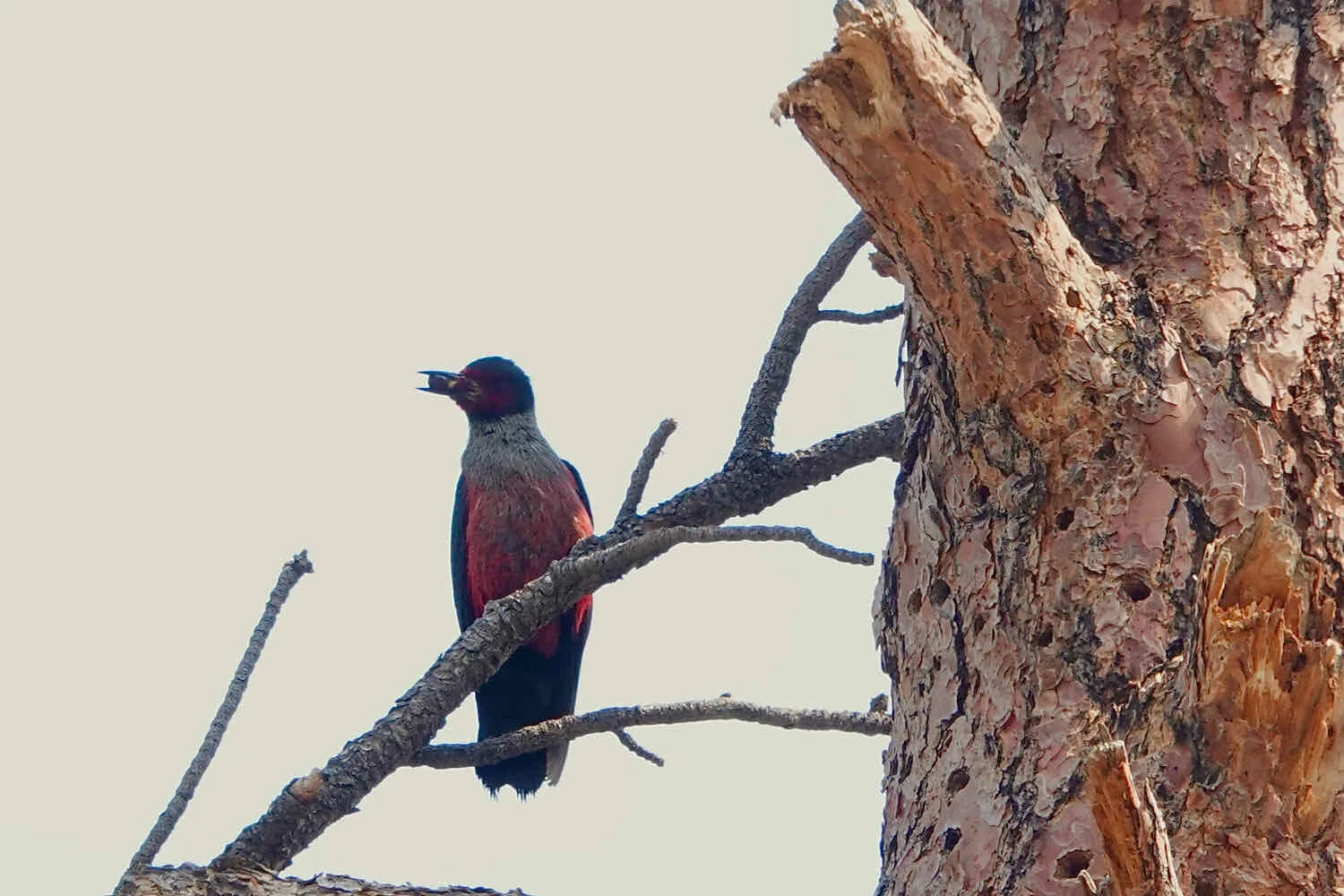 Lewis's Woodpecker
