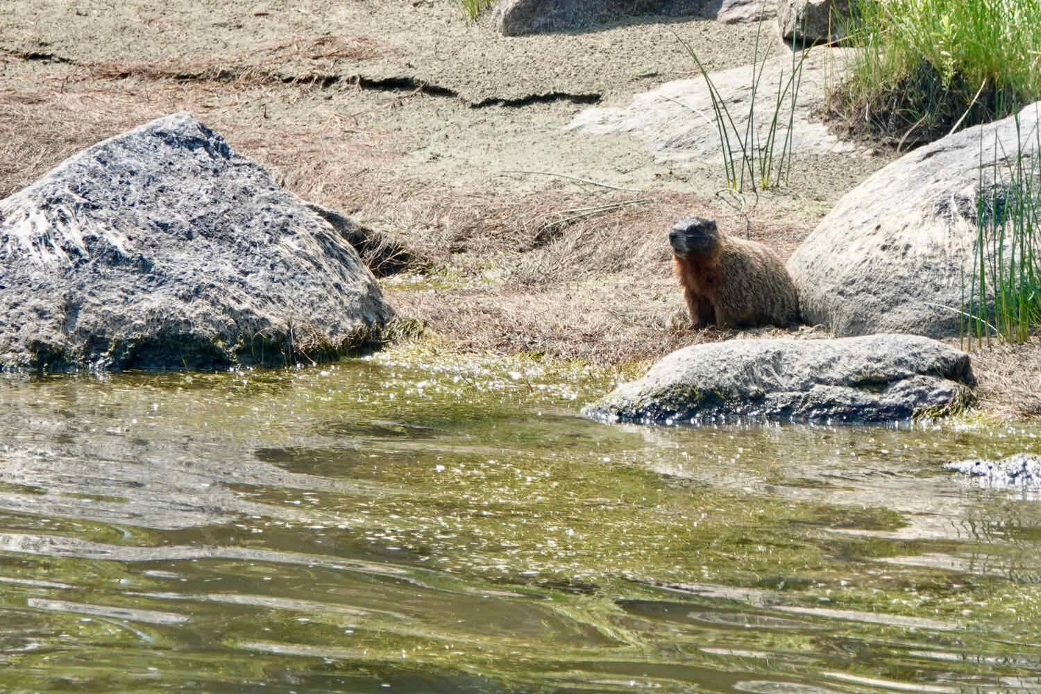 Yellow-bellied Marmot
