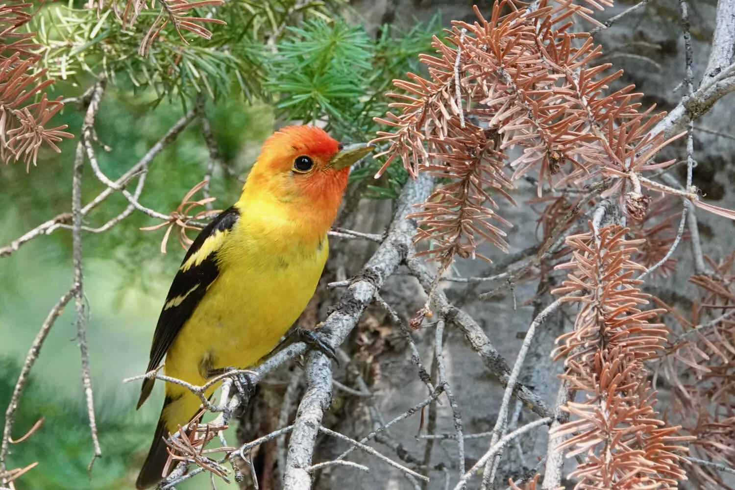 Western Tanager