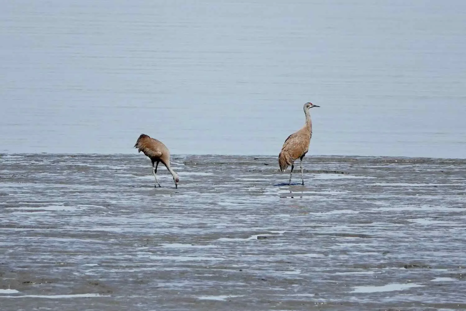 Sandhill Cranes on mud flats