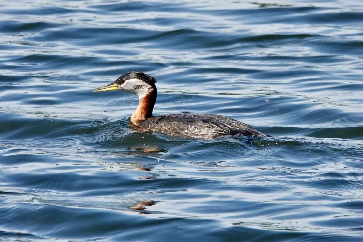Red-necked Grebe