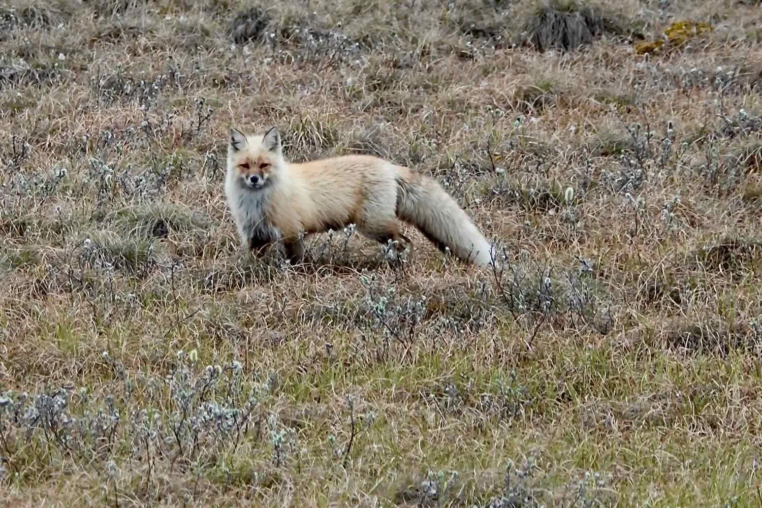 Red Fox