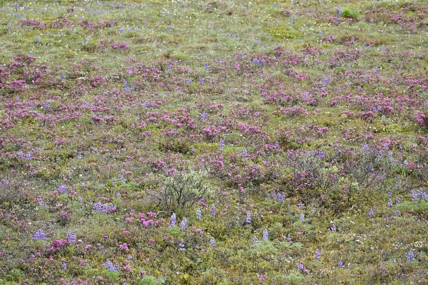 An explosion of flowers among the now-green grasses