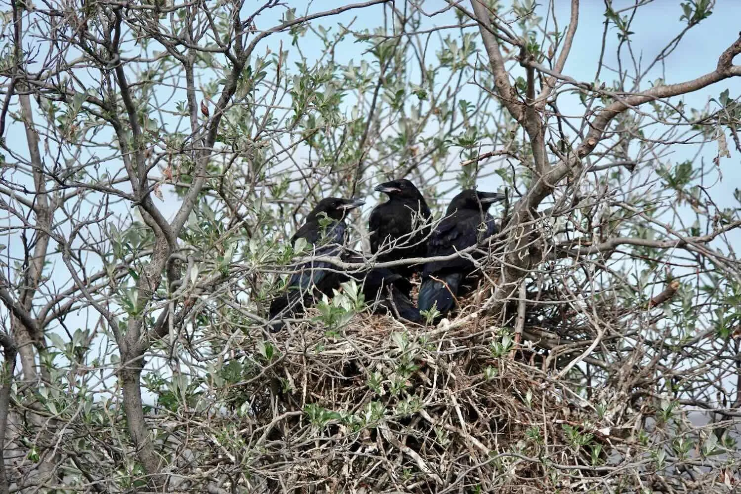 Young ravens, on their nest