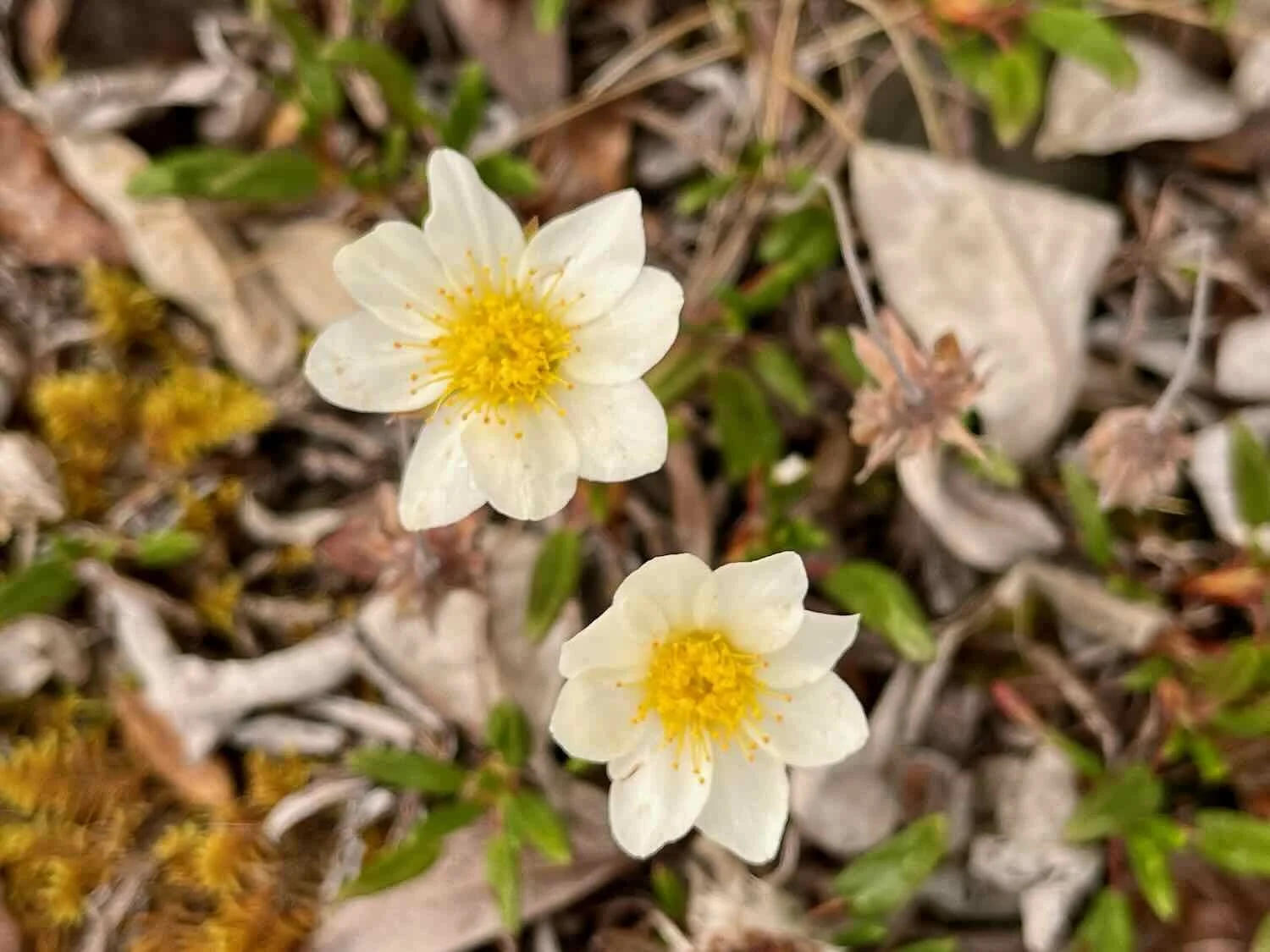 Mountain Avens