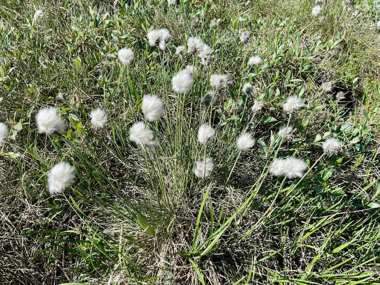 Cotton Grass