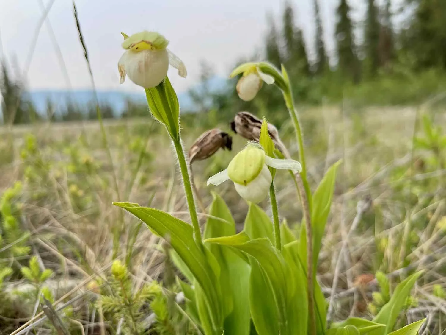 Sparrow's Egg Lady's Slipper