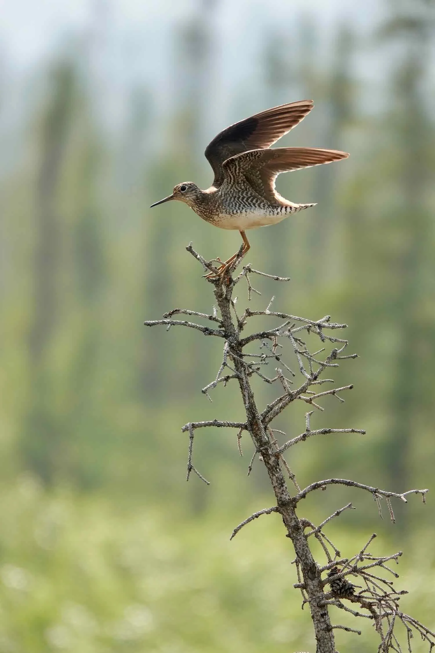 An agitated Lesser Yellowlegs