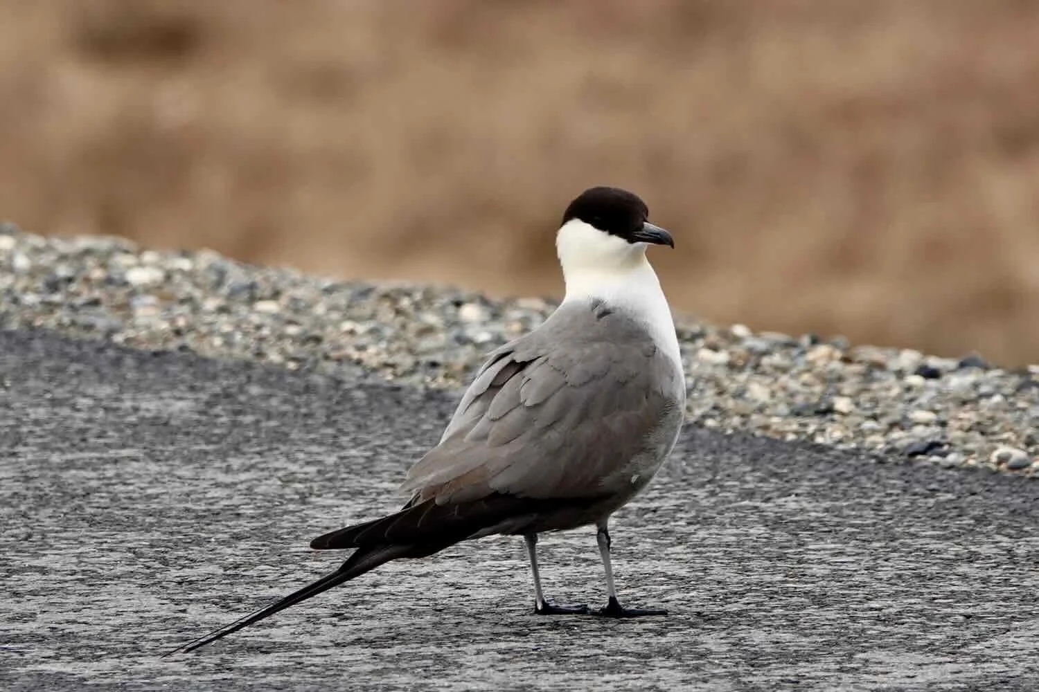 Long-tailed Jaeger