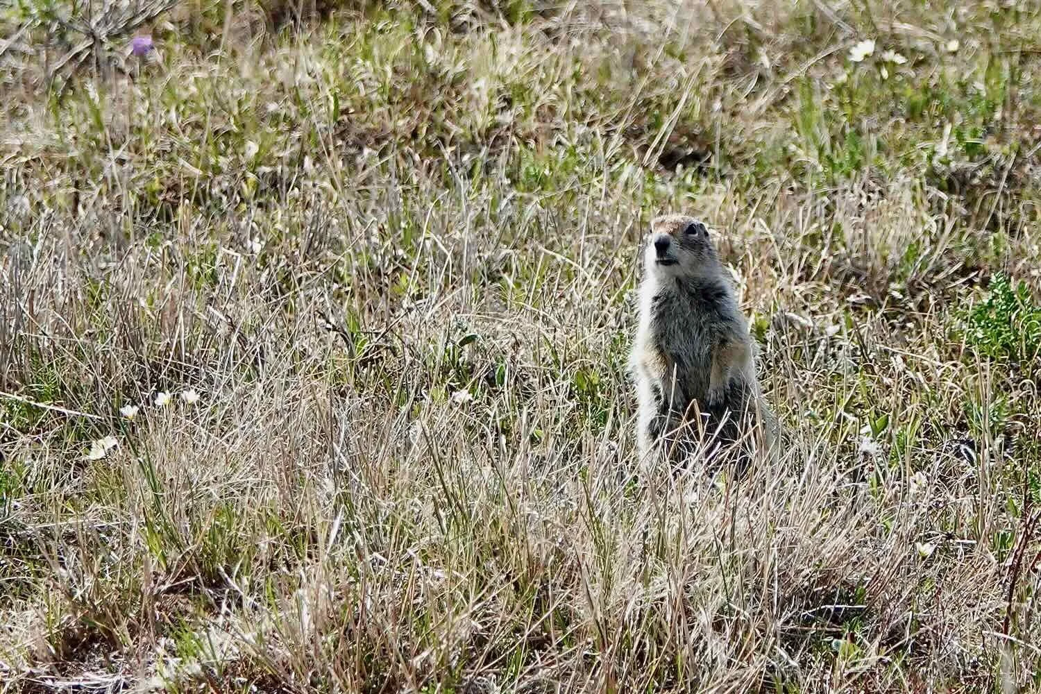Arctic Ground Squirrel