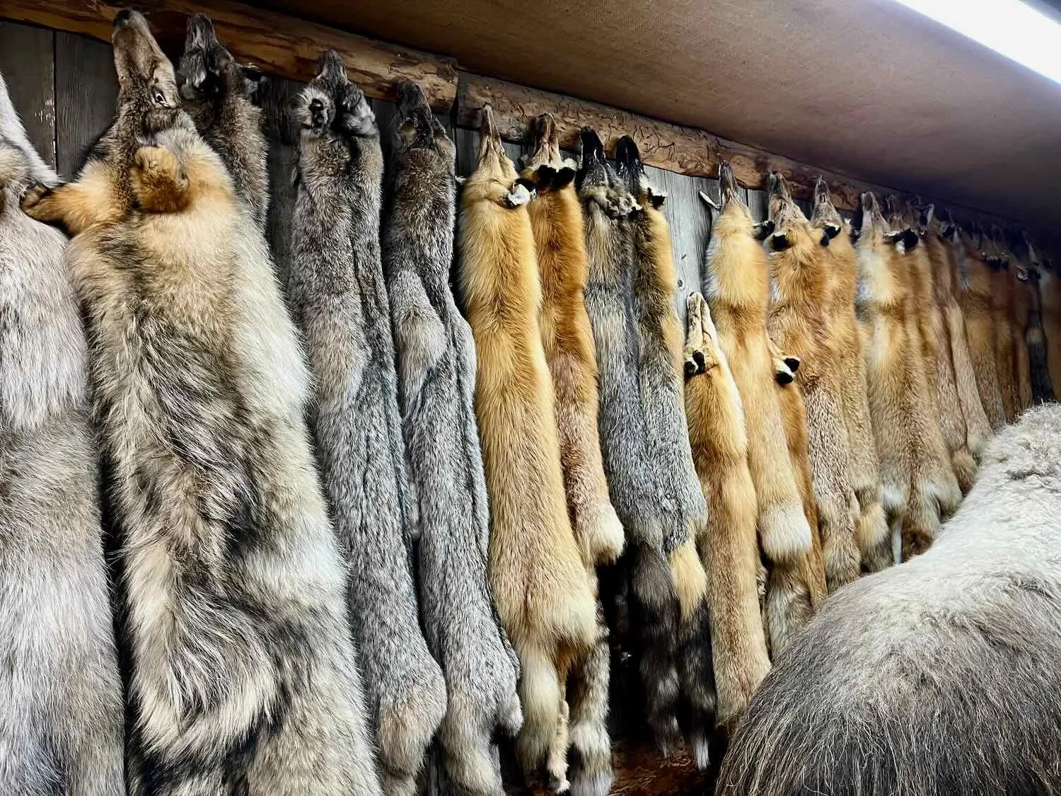 Pelts for sale at the Silver Fox store