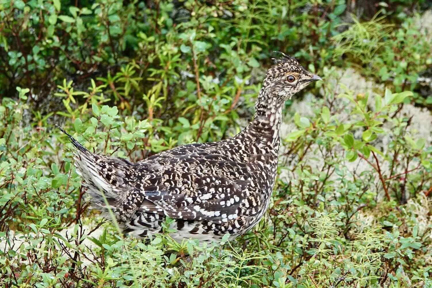Sharp-tailed Grouse