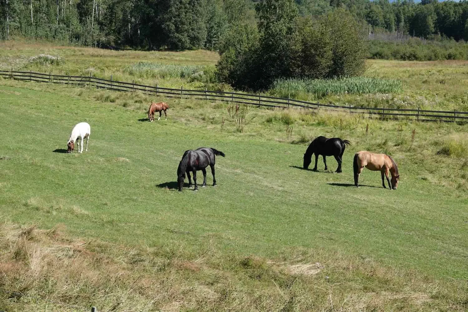 Horses grazing in the Skeena River Valley