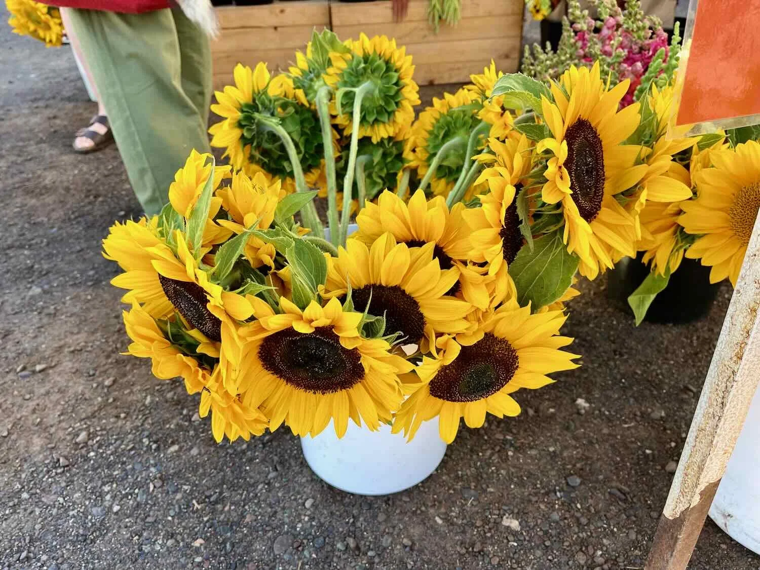 Sunflowers for sale, Smithers Farmers Market