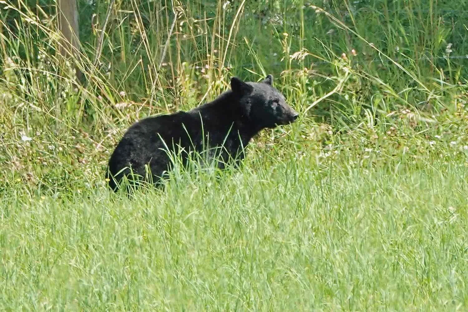 Our 14th bear sighting
