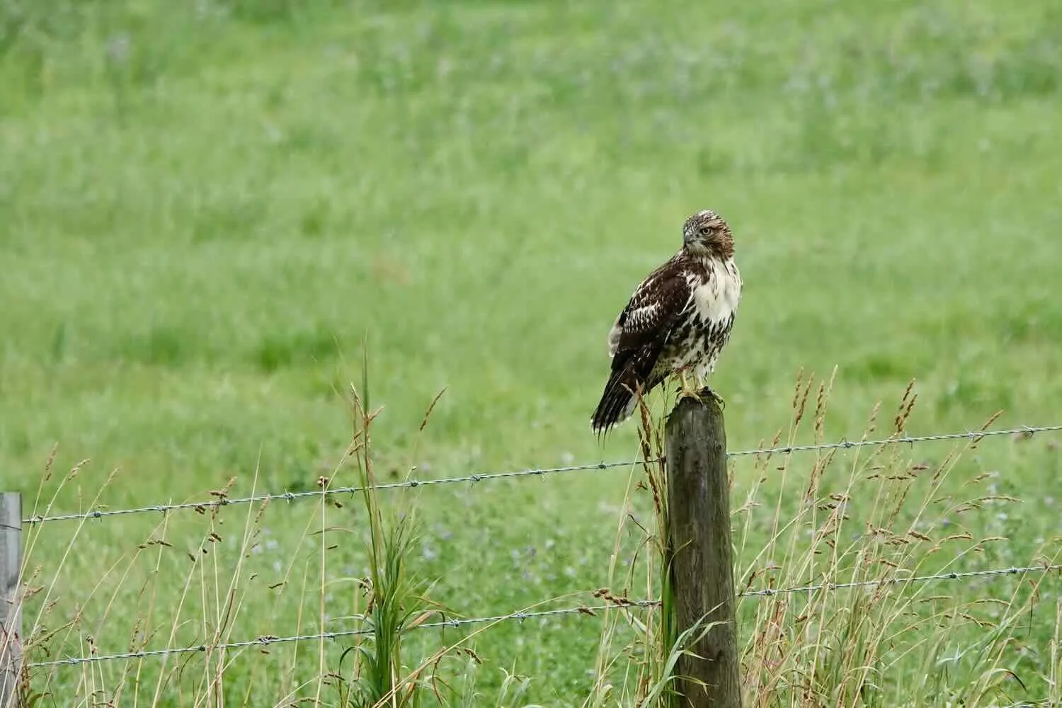 Juvenile Red-tailed Hawk
