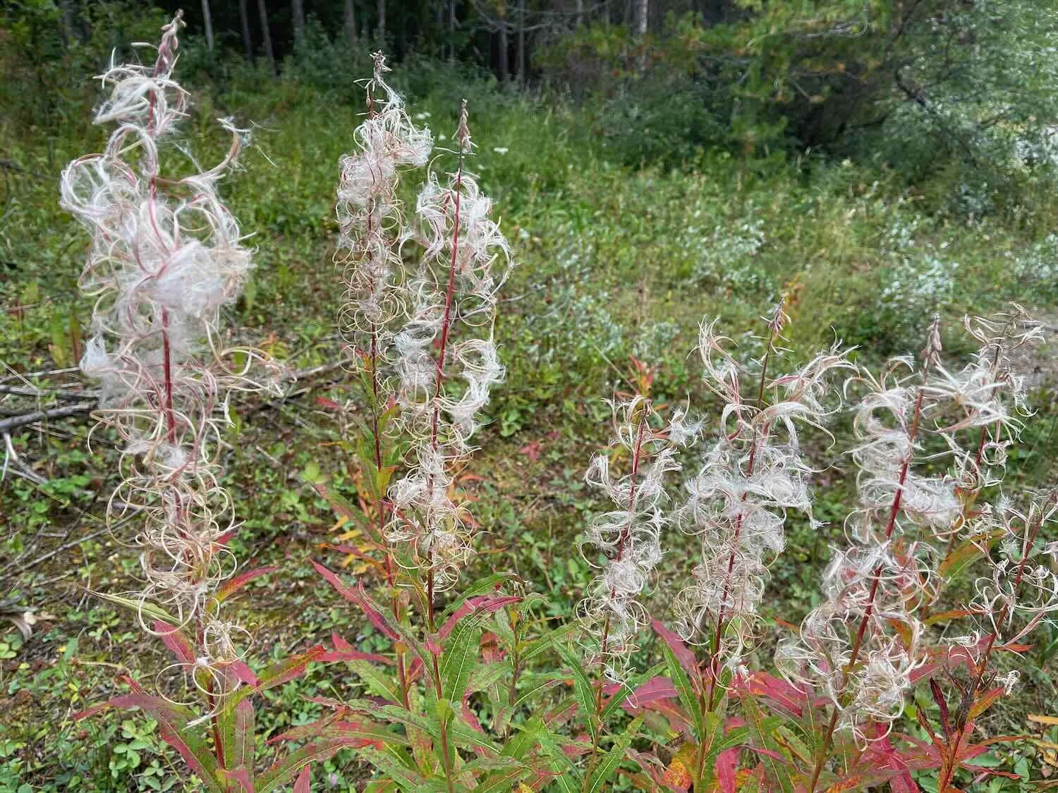 Last wisps of fireweed seeds