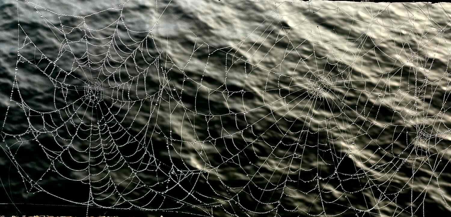 Spider webs catch the dew