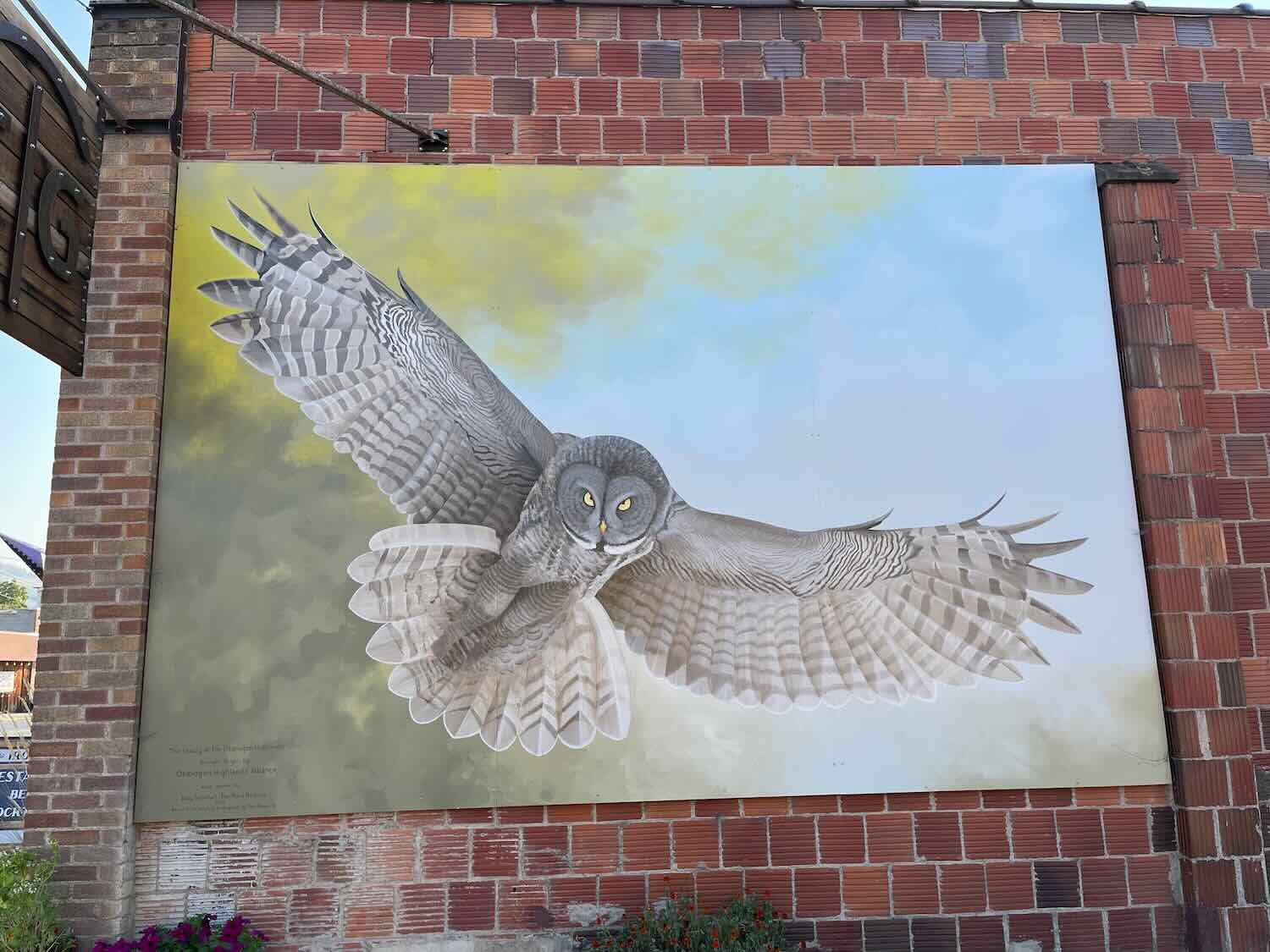 Great Gray Owl