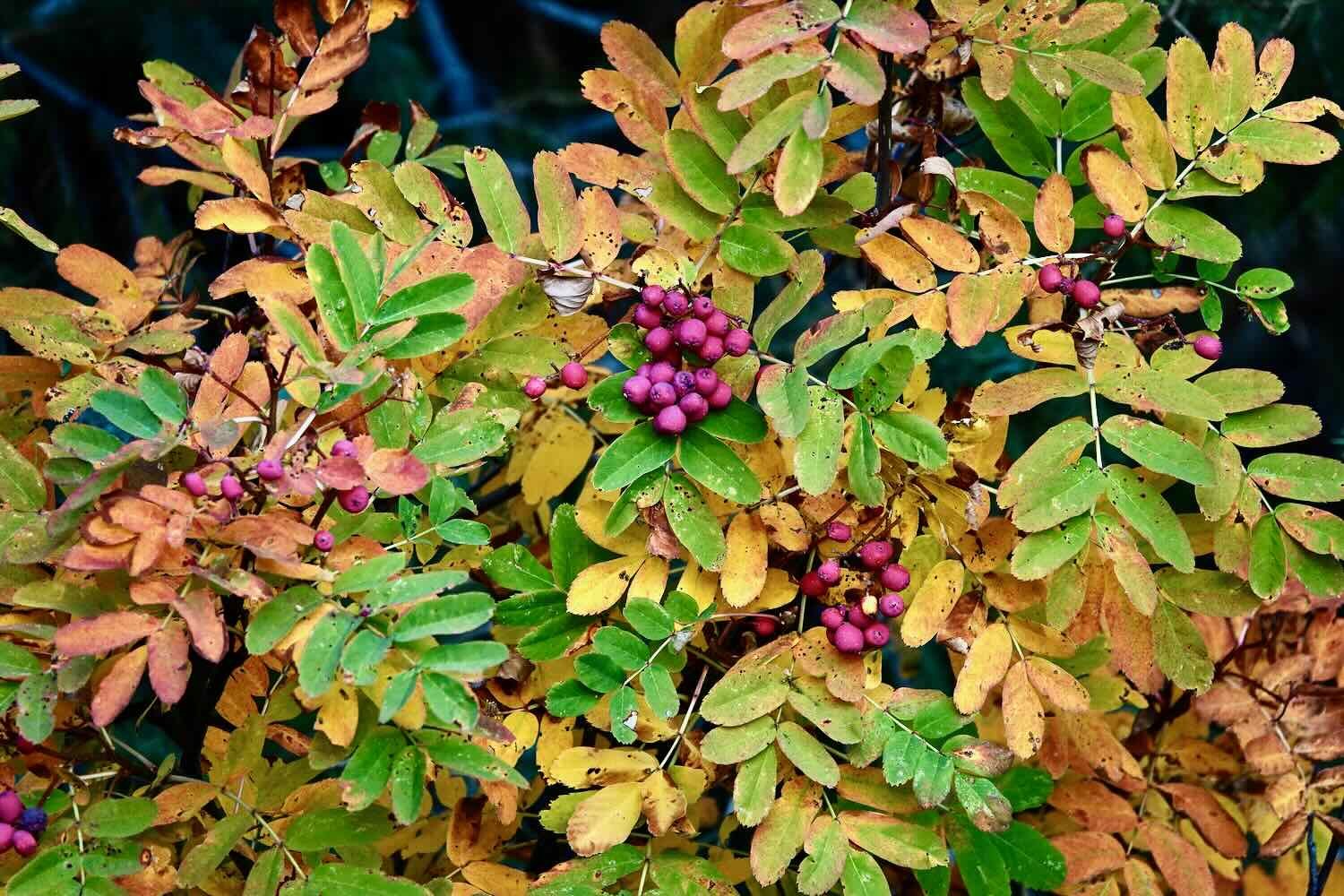 The bright, purple berries of Sitka mountain ash