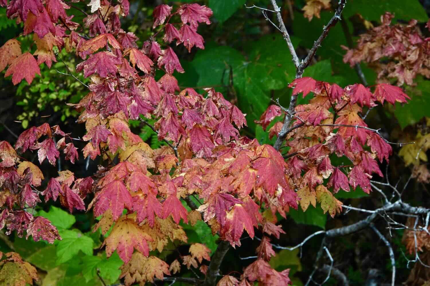 Vine maple leaves turning shades of purple, pink and orange