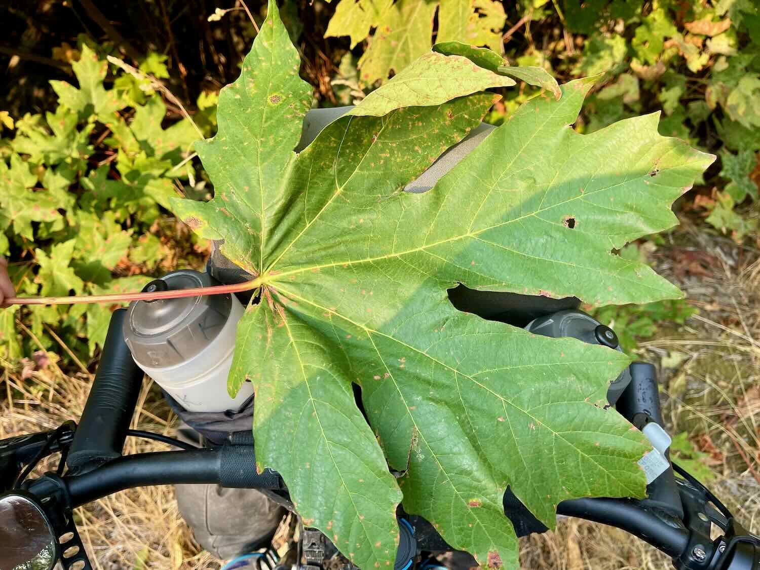A giant leaf from a bigleaf maple completely covers a handlebar bag