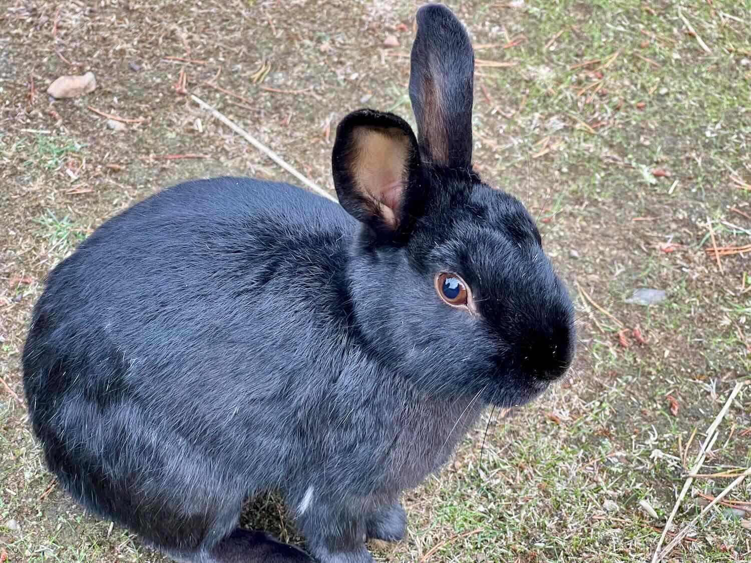 Hoping for a treat