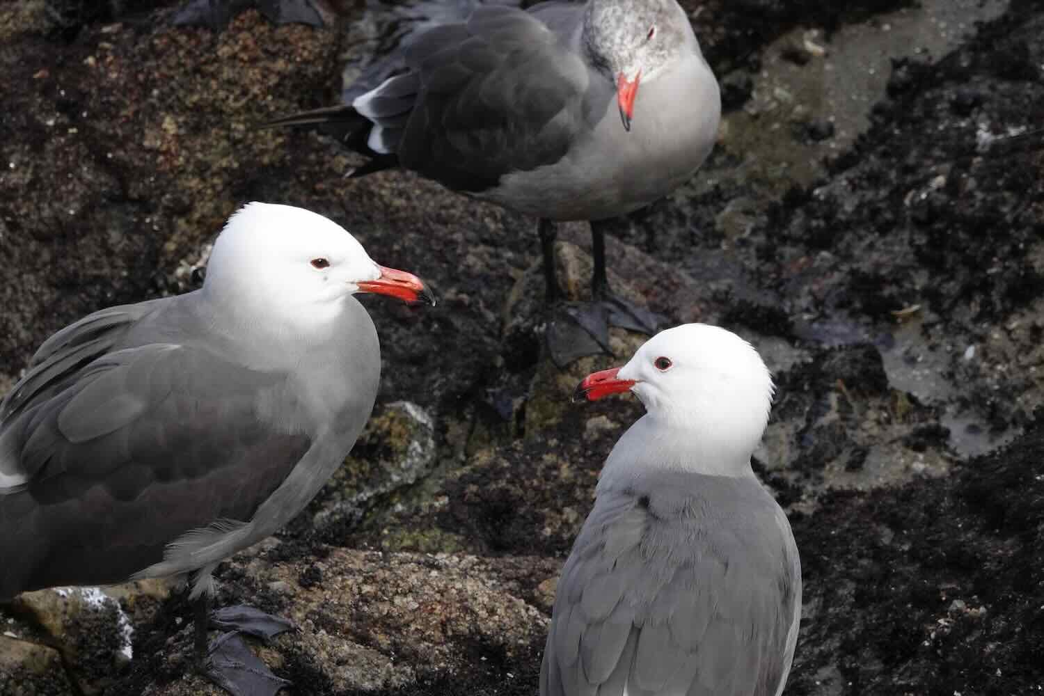 Herman's Gulls, Monterey, CA