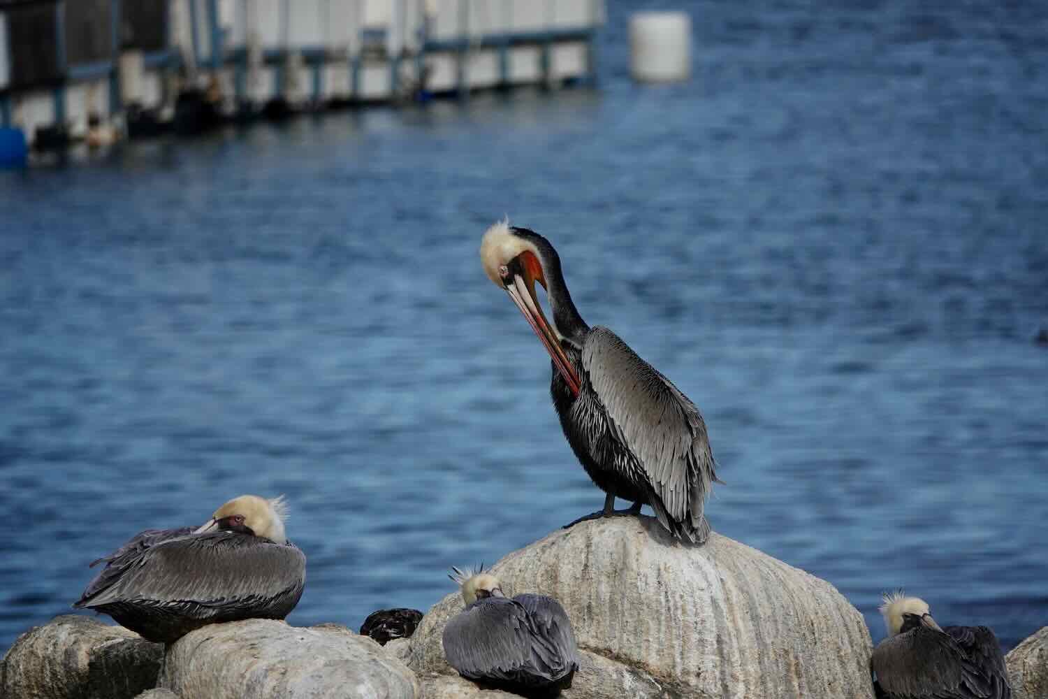 Brown Pelican, Monterey, CA