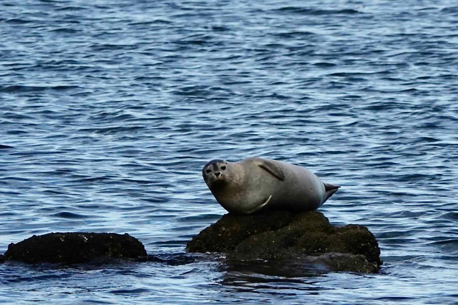 Harbor Seal, Monterey, CA