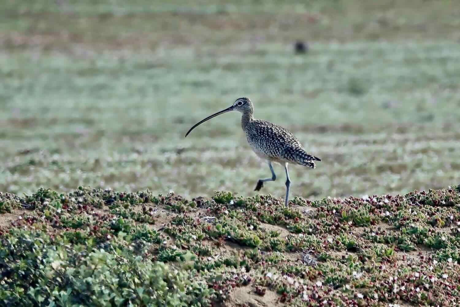 Long-billed Curlew