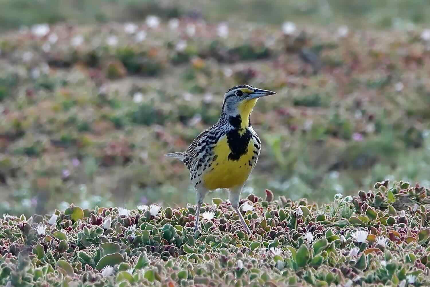 Western Meadowlark