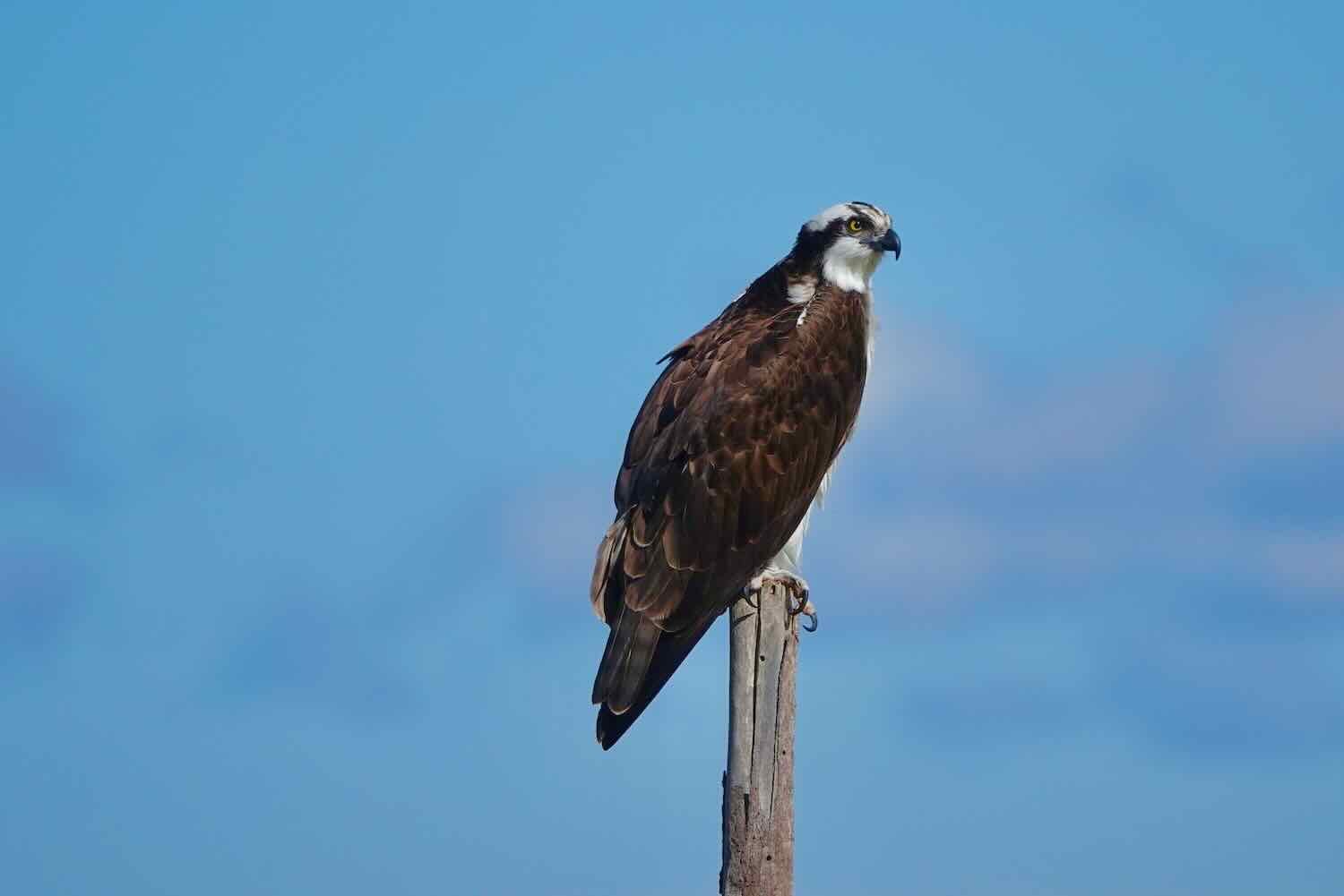 Osprey