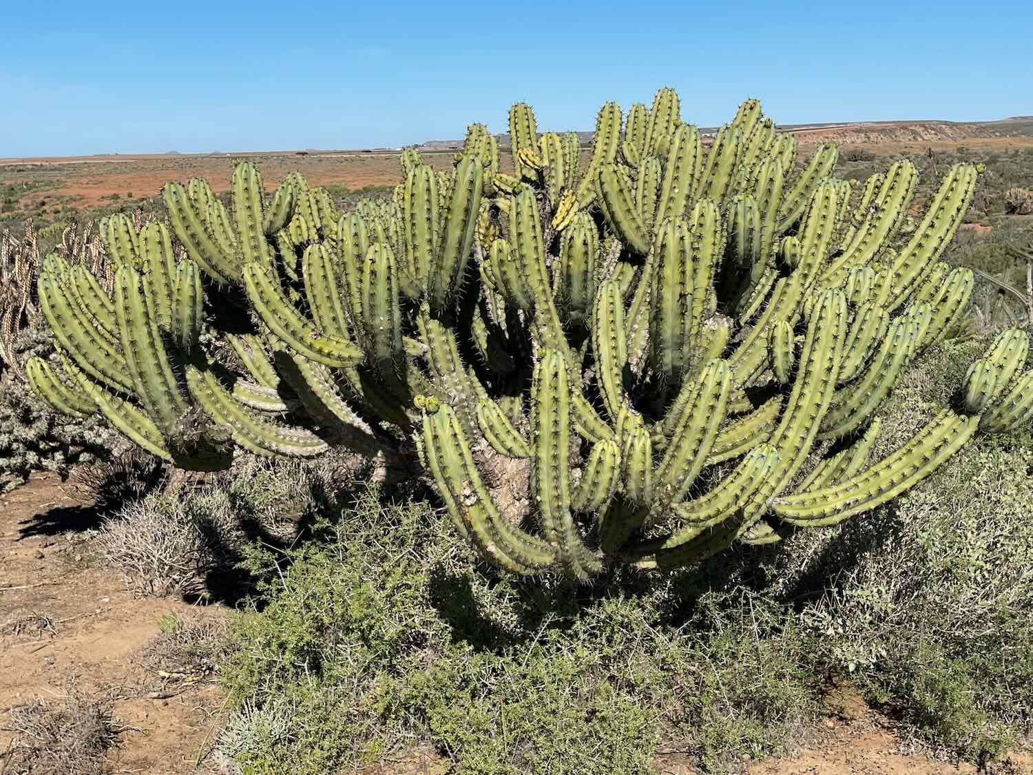 Candelabra Cactus (Baja endemic)