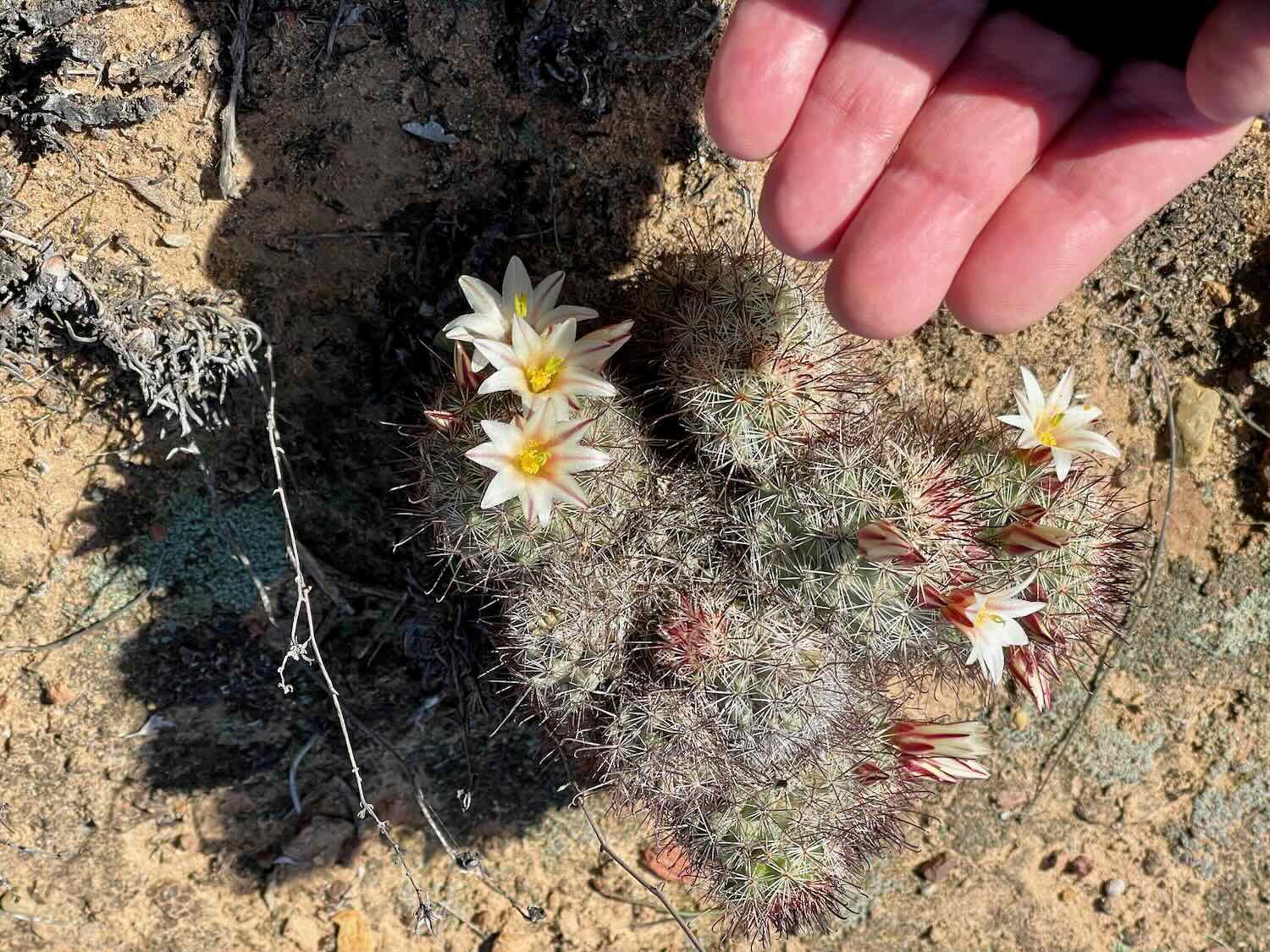 Peninsular Fishhook Cactus (Baja endemic)