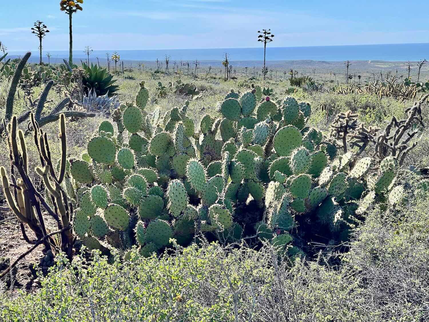 Prickly Pear Cactus sp.